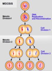 Two chromosomes (maternal and paternal) become two cells with one chromosome (2n-->1n).


 


DNA replication
Recombination
Cell division of two homologous chromosomes