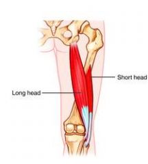 O: linea aspera of femur


I: head of fibula and lateral condyle of tiba


A: flexes knee