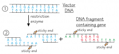 The vector DNA is cut open using the same restriction enzyme that was used to isolate the DNA fragment containing the desired gene.
This results in the sticky ends of the vector being complementary to the sticky ends of the desired gene.