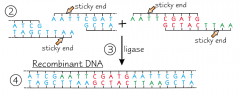 The vector DNA and DNA fragment are mixed together with DNA ligase.
DNA ligase joins up the sugar-phosphate backbones of the two bits.
This process is called ligation.