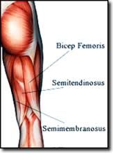 O:ischial tuberocity


I:proximal medial portion of tibia


A:extends hip, flexes knee