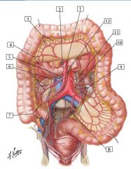 laerge intestine arteries