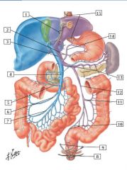 portal veins and anastomosis
