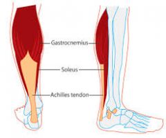 O:2 heads; medial and lateral condyles of femur


I:posterior surface of calcaneus


A:plantar flexes foot, flexes knee