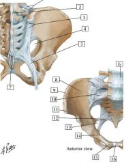 bones and ligaments of pelvis 