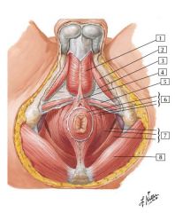 male perineum
