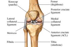-acl/pcl limit anterior postrior movement of femur


-lcl, mcl=prevent lateral movemnt of knee
