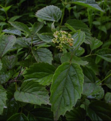 •Adoxaceae (MoschatelFamily); More of a northeastern species in N.Carolina 
•Opposite,serrate leaves