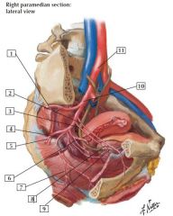 female pelvic arteries 
