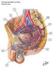 Arteries and Veins of Male Pelvis