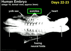 Everything starts developing -- major changes in body


-neural tube forms inside somites


-folding occurs


-end of week 4 embryo has a C-shaped curvature