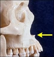 anterior nasal spine