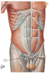 where does the cremastor muscle arise from?
