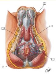 male perineum 