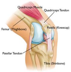 above knee attaches to quads