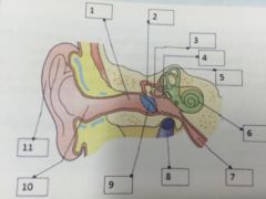 Name the parts of the ear in the diagram.


