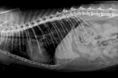 Clinical signs, history, rule out other diseases, radiographs (often show diffuse bronchostitial pattern.)