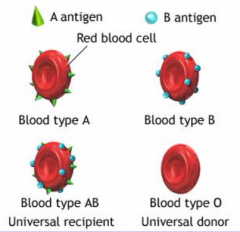 some genes exhibit more than 2 allele forms

ABO blood groups have 3 alleles

any one person only inherits 2 of the 3 alleles in the population