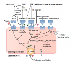- ECL cells are stimulated by gastrin to release Histamine
- Histamine binds H2 receptor on parietal cell
- Stimulates Gs → cAMP → stimulates ATPase on gastric lumen to secrete H+
