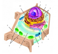 Label the parts of the plant cell