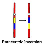 Happens in one arm without involving centromere.


 


Inversion loop occurs to allow for pairing of homologous chromosomes.


 


Recombination outside the loop: normal or inverted
Recombination inside loop: both lost in cell division.

    ...