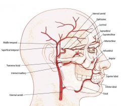 External carotid artery courses medial to the parotid gland dividing into the maxillary artery and the superficial temporal artery. 

The superficial temporal artery gives off the transverse facial artery.