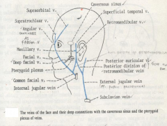 The maxillary and superficial temporal veins form the retromandibular vein. 

Retromandibular vein joins the external jugular vein via the posterior facial vein. 

Retromandibular vein can give off an anterior facial vein that joins the intern...