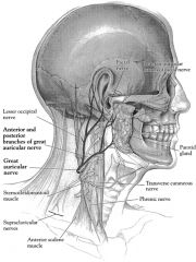 Arises from C2 and C3 cervical nerve branches. 
Divides into anterior & posterior branches

The posterior branch can occasionally be saved potentially reducing auricular numbness.