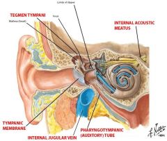 antrum (posterior to middle ear)

auditory (eustacian or pharyngotympanic) tube

oval and round windows