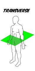 Cut perpendicular, at right angle to the body axis