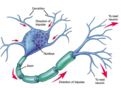 cell body, dendrites, axons, myelin, direction of impulse