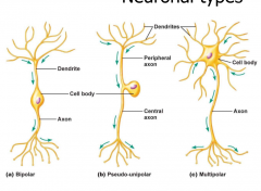 multipolar: cell body attached to dendrites, long axon. most vertebrate neurons.
pseudo-unipolar: dendrites to peripheral axon to single branch to body, to axon. dorsal root ganglion
bipolar: dentrite to central cell body to axon. retina, olfactor...