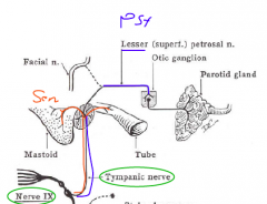 - leaves jugular foramen
- gives off tympanic branch (PSy and Sensory)
- this branch enters glossopharyngeal canaliculus to middle ear
- forms tympanic plexus
- preganglionic PSy enter middle cranial fossa as lesser petrosal nerve
- petrosal nerv...