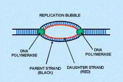 -where DNA synthesis begins
-prokaryotes: oriC
-eukaryotes: ORC (origin recognition complex)
-bidirectional synthesis: creates a replication bubble in which synthesis occurs in both directions