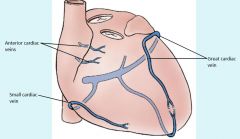 anterior cardiac veins unique because drain directly into right atrium rather than cardiac sinus,