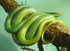 Vietnamese Longnose Snake