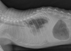 What is this radiograph showing?