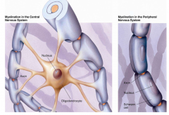 myelin is the product of myelin forming cells (Schwann cells in the PNS, oligodendrocytes in CNS) that acts as an insulating coating around an axon and propagates/amplifies an action potential with saltation, at nodes of ranvier 


Schwann cell bo...