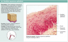 Stratified Squamous