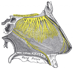 From V1 in cavernous sinus. Branches:
i. Infratrochlear n: skin over medial canthus
ii. Anterior ethmoid n: 
-Anterior tips of middle/inferior turbs  + septum, region anterior to superior turbinate
-Skin over dorsum of tip of nose
 
 
 