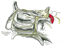 i. Lateral posterior superior nasal branch: Posterior superior/middle turbs, posterior ethmoids
 
ii. Medial posterior superior nasal branch: 
Posterior septum, roof of nasal cavity
 
iii. Nasopalatine n.: Anterior hard palate
 
iv. Greater pa...