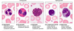 Which type of leukocyte is responsible for antibody production?
A. eosinophils
B. monocytes
C. basophils
D. lymphocytes