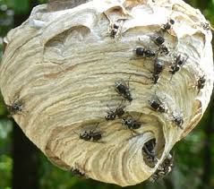 Name the genus of the insect inhabiting this nest