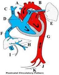 Define the labels A - K on the diagram depicting the postnatal circulatory system.