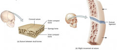1.) sutur = seam

2.) Occur only between bones of the skull

3.) Composed of a dense layer of irregular connective tissue

4.) The irregular, interlocking edges of the sutures gives them added strength and reduces the risk of fracture

5.)...