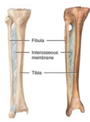 1.) A large sheet of dense irregular connective tissue

2.) Binds neighboring bones

3.) Permits slight movement