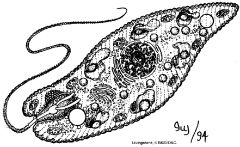 What organism is this? Identify the major organelles. How does it obtain food?