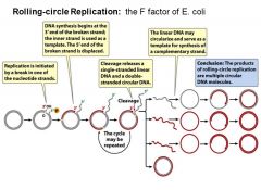 -typically how plasmids replicate in cell division
-------------
