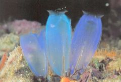 Sea Squirts (Tunicates), Salps