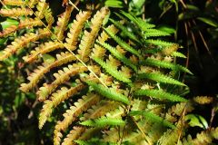 Cinnamon fern.  Circinate venation; grows in circular clusters; stem has hairs that are cinnamon colored in the spring but are naked in the fall.